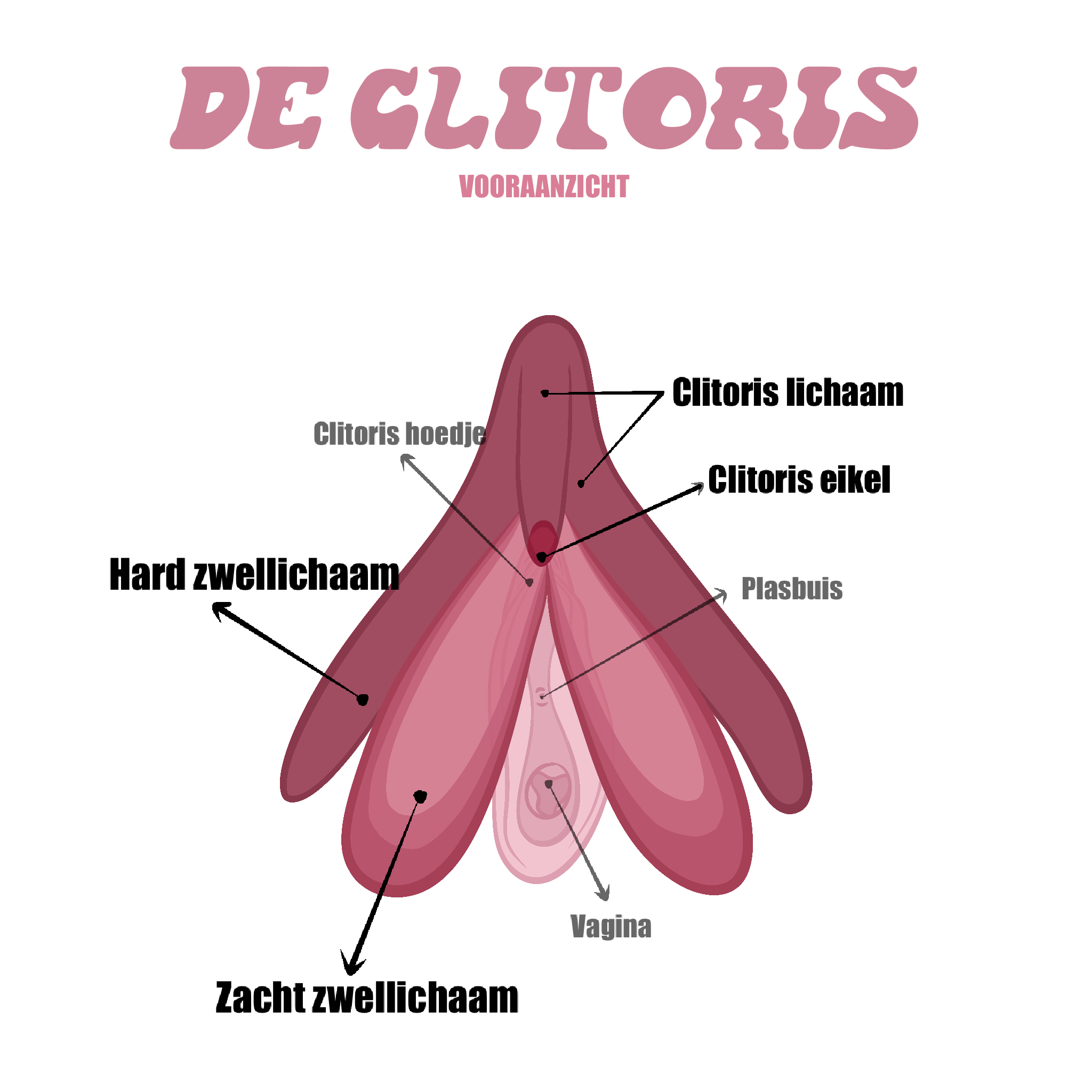 Maak kennis met de clitoris Seksueel plezier and welzijn Yonifyer Yonifyer foto foto